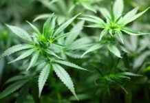 Organizacja growboxa do marihuany