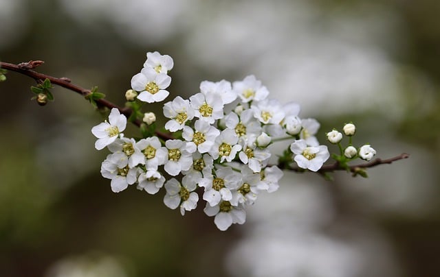 Jakie krzewy są zielone cały rok? Jakie krzewy są zielone cały rok?