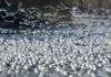 Jak kupić kawałek działki od sąsiada? Jak kupić kawałek działki od sąsiada?