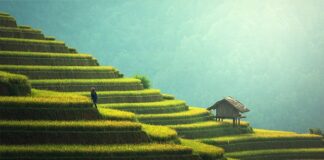 Ile kosztuje projekt aranżacji tarasu?