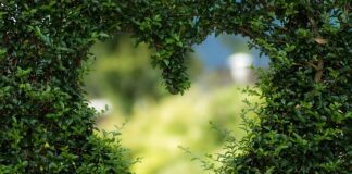 Jak dobrze ogarnąć ogród?