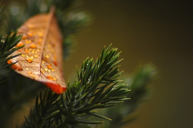 Czy na działki ROD można sadzić tuje? Czy na działki ROD można sadzić tuje?