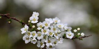Jakie krzewy do ogrodu mało wymagające? Jakie krzewy do ogrodu mało wymagające?