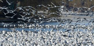 Jak odgrodzić się od sąsiada na działce rod?