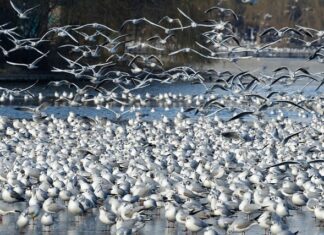 Czym oczyścić działkę?