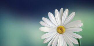 Co symbolizuje biały ser w koszyczku wielkanocnym?