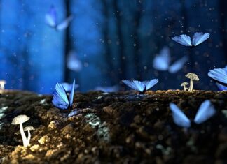 Dlaczego grzyby zbiera się do koszyka?