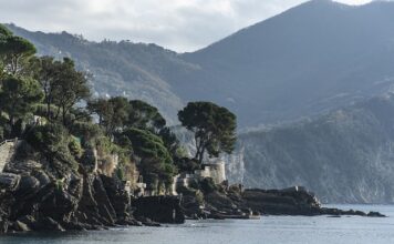 Ile kosztuje tona wikliny? Ile kosztuje tona wikliny?