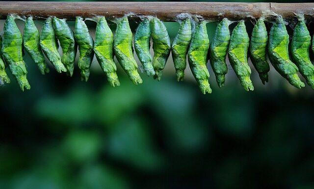 Czy kokon jest konieczny?