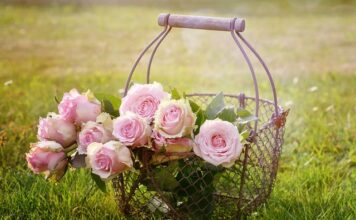 Jaki kosz Mojżesza wybrać?